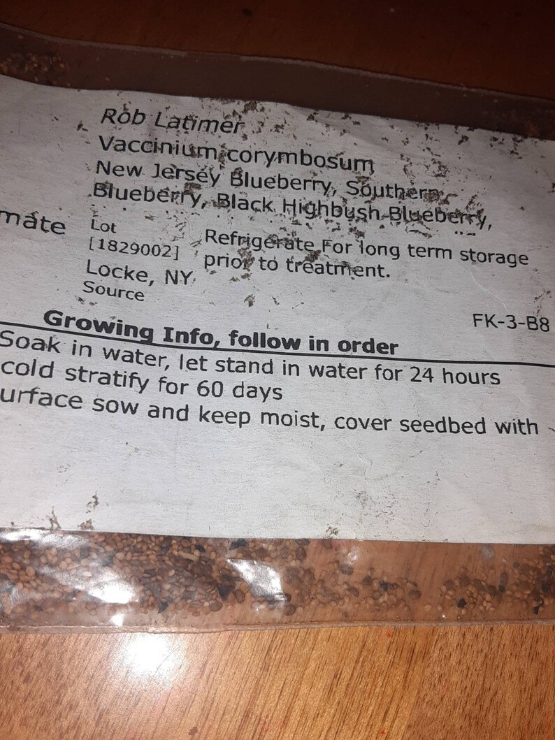 New Jersey Blueberry Seeds VACCINIUM CORYMBOSUM Etsy