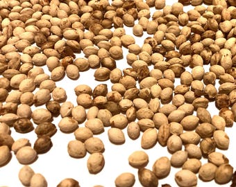 May include: A close-up view of a pile of light brown apricot kernels. The kernels are scattered on a white surface.