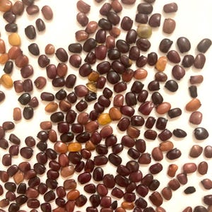 May include: A collection of numerous small, oval-shaped seeds scattered across a plain surface. The seeds exhibit a variety of colors, ranging from deep dark brown and reddish-brown to lighter tan and occasional yellowish-brown hues.