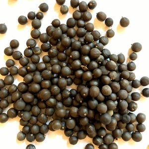 Chinese Flame Tree Seeds (KOELREUTERIA INTEGRIFOIA) (Golden Rain Tree) (Goldenrain Tree)