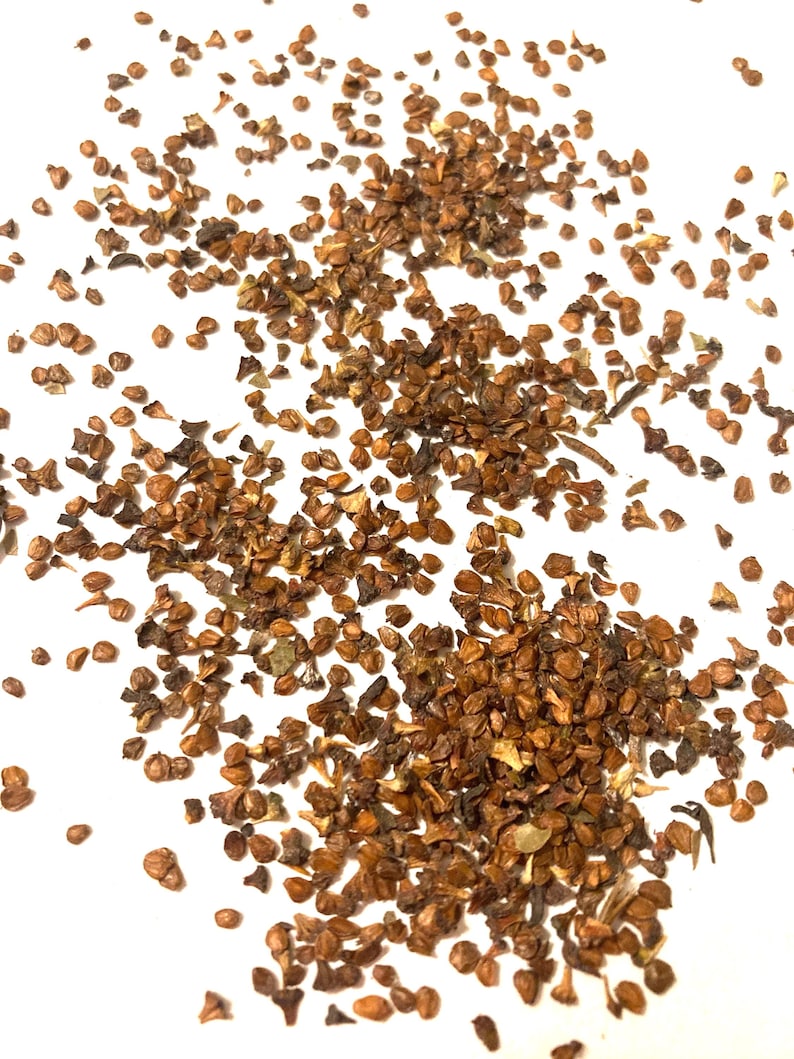 Hazel Alder Tree Seeds (ALNUS SERRULATA) - Etsy