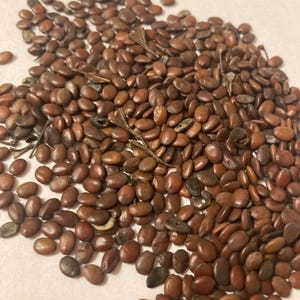 Southern Redbud Tree Seeds  (CERCIS CANADENSIS Southern)