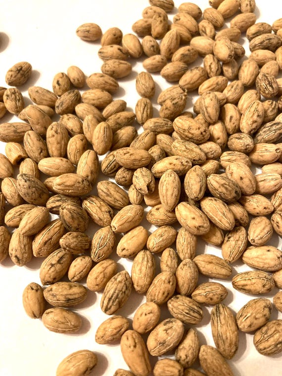 Common Olive Tree Seeds (OLEA EUROPAEA) (european Olive) - Etsy