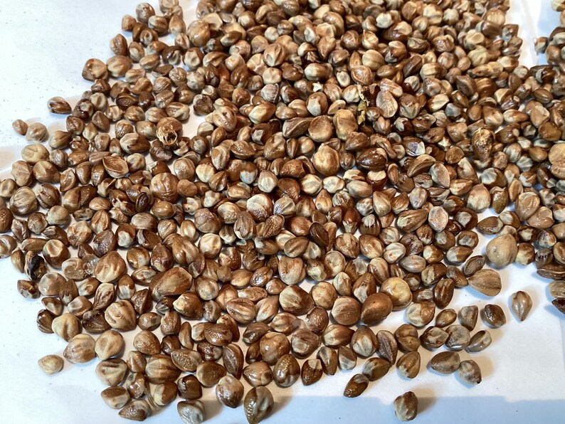 TreeSeedMan Juniper Tree Seeds - Thumbnail 5