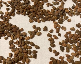European Smoketree Tree Seeds (COTINUS COGGYGRIA) (smokebush) (common  Smoketree)(smoke Bush)
