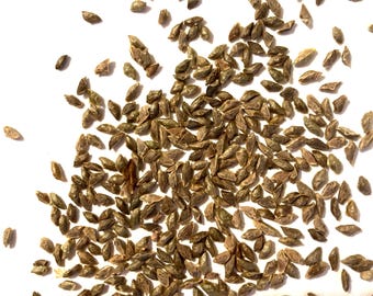 Eastern Hemlock Tree Seeds (TSUGA CANADENSIS) (Canadian Hemlock)