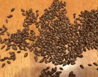 Dwarf Oriental Arborvitae Tree Seeds (PLATYCLADUS ORIENTALIS COMPACTA)