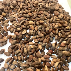 Japanese Black Pine Tree Seeds (PINUS THUNBERGII) (Thunberg Pine)