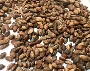 Japanese Black Pine Tree Seeds (PINUS THUNBERGII) (Thunberg Pine)