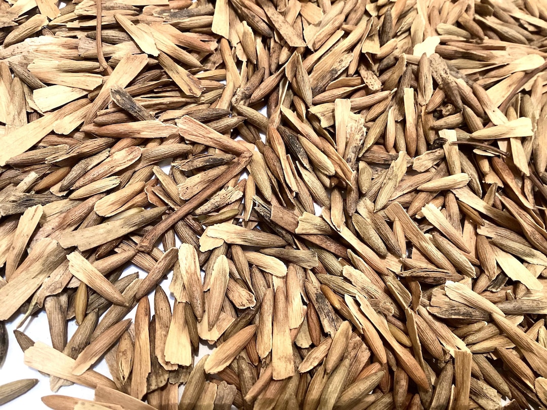 American Ash Tree Seeds (FRAXINUS AMERICANA)