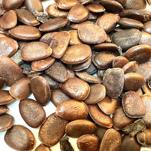Common Persimmon Tree Seeds (DIOSPYROS VIRGINIANA) (American Persimmon)
