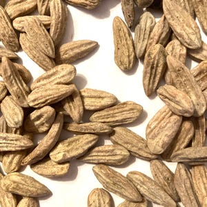 May include: Close-up of numerous beige, oblong seeds scattered on a white surface. The seeds have a ridged texture and a light brown hue, suggesting they are dried. The composition is a dense, natural arrangement.