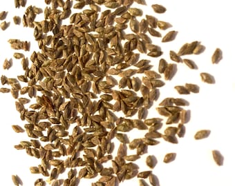 Canadian Hemlock Tree Seeds (TSUGA CANADENSIS Northern) (Eastern Hemlock)