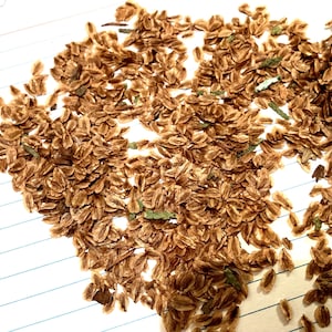 Western Red Cedar Tree Seeds (THUJA PLICATA) (Western Redcedar)