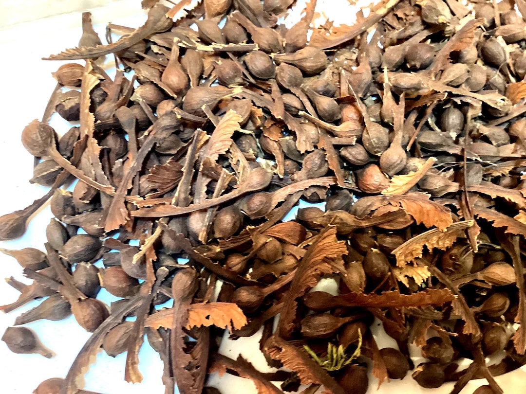 Velvet Maple Tree Seeds (ACER VELUTINUM) (winged and Dewinged) - Etsy