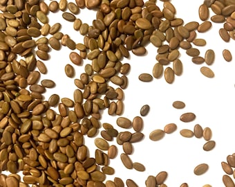 Mimosa Tree Seeds (ALBIZIA JULIBRISSIN) (Silk-Tree)(Persian Silk)