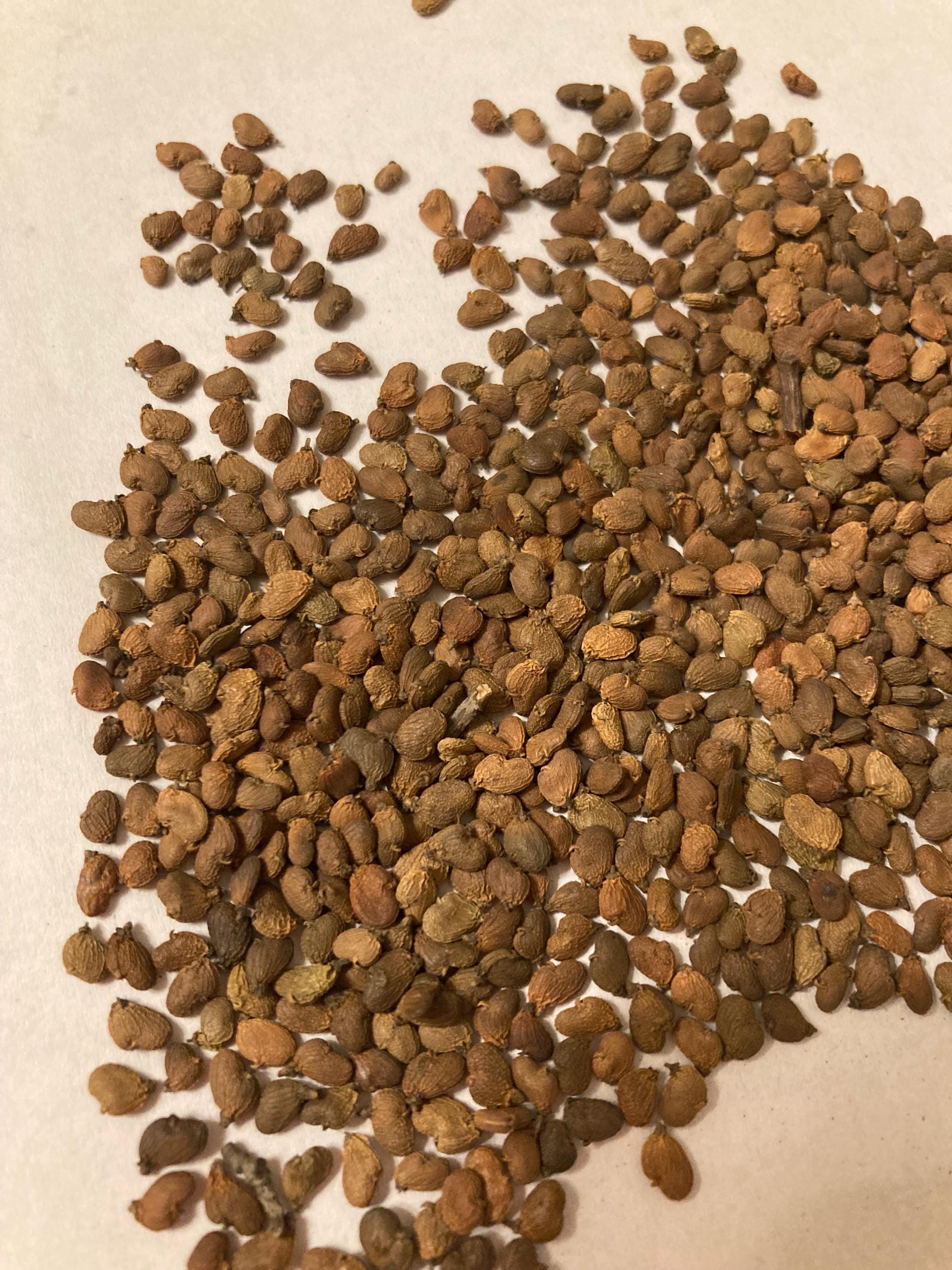 European Smoketree Tree Seeds (COTINUS COGGYGRIA) (smokebush) (common  Smoketree)(smoke Bush)