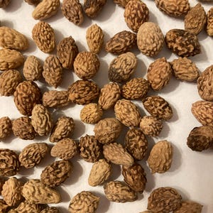 Chinese Date Tree Seeds (ZIZIPHUS JUJUBA) (Tsao) (Jujube)