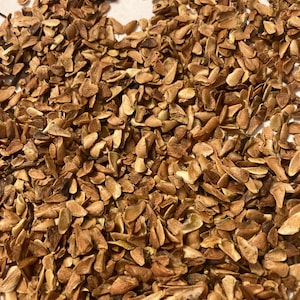 Chinese cedar tree seeds (TOONA SINENSIS) ( Chinese Toon) (Red Toon) (Chinese Mahogany)