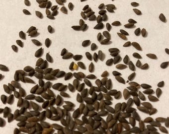 Kaibab Blue Spruce Tree Seeds (PICEA PUNGENS Glauca Kaibab)