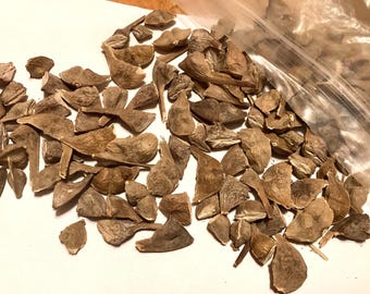 Bigleaf Maple Tree Seeds (ACER MACROPHYLLUM) (Oregon Maple)