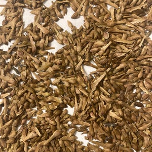 Swamp Maple Tree Seeds (ACER RUBRUM Northern De-winged) (Red Maple)( Water Maple)(Carolina Maple)