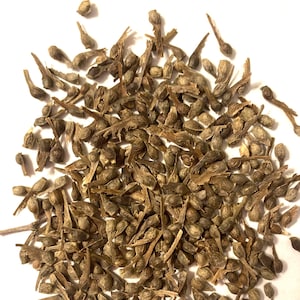Japanese Maple Tree Seeds (ACER PALMATUM) (Small Seeded)