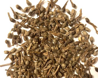 Japanese Maple Tree Seeds (ACER PALMATUM) (Small Seeded)