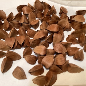 American Beech Tree Seeds (FAGUS GRANDIFOLIA) (Beechnut)