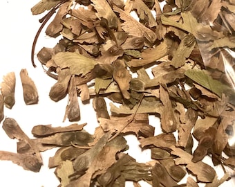 Red Japanese Maple Tree Seeds (ACER PALMATUM ATROPURPUREUM)