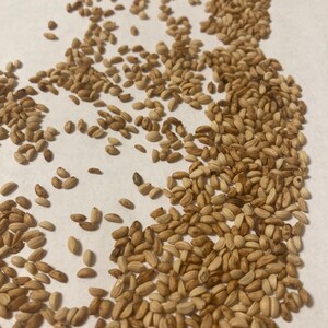 Cassina Tree Seeds (Ilex Vomitoria) (Yaupon Holly Tree)