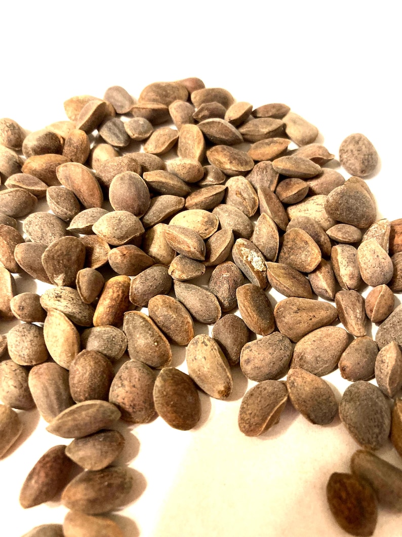 TreeSeedMan Southwestern White Pine Tree Seeds