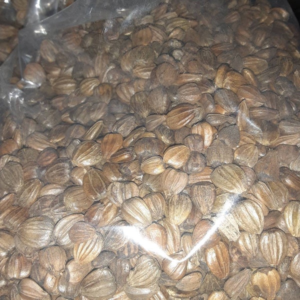 European Hornbeam Tree Seeds