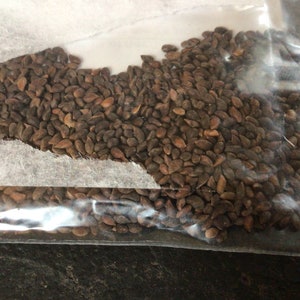 Black Hills Spruce Tree Seeds (PICEA GLAUCA DENSATA)