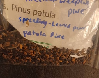 Spreading-Leaved Pine Tree Seeds (pinus patula)