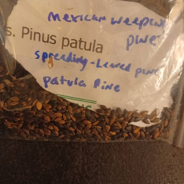 Mexican Weeping Pine Tree Seeds (pinus patula)