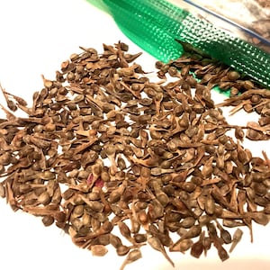 Japanese Maple Tree Seeds (ACER PALMATUM) (Small Seeded)
