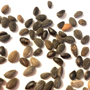 Maritime Pine Tree Seeds (PINUS PINASTER) (Cluster Pine)