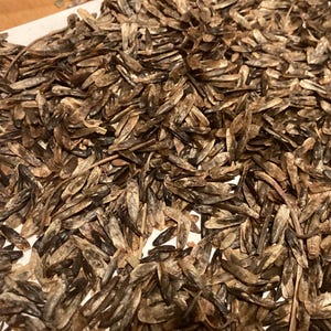 American Sweetgum Tree Seeds (LIQUIDAMBAR STYRACIFLUA) (Redgum, Sapgum)