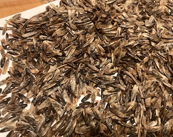 American Sweetgum Tree Seeds (LIQUIDAMBAR STYRACIFLUA Northern) (Sweetgum)(Redgum) (Sapgum)