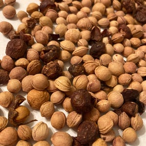 Beach Plum Tree Seeds (PRUNUS MARITIMA)