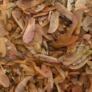 Red Maple Tree Seeds (ACER RUBREM)