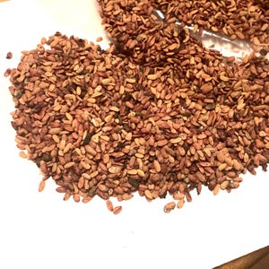 European Elderberry Shrub  Seeds (Sambucus Nigra)