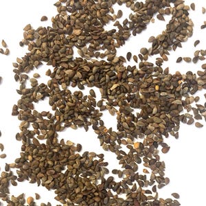 Bradford Pear Tree Seeds (PYRUS CALLERYANA) (Callery Pear)