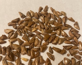 Western Balsam Fir Tree Seeds (Abies Lasiocarpa)