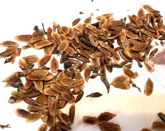 Lilac Tree Seeds (SYRINGA VULGARIS)