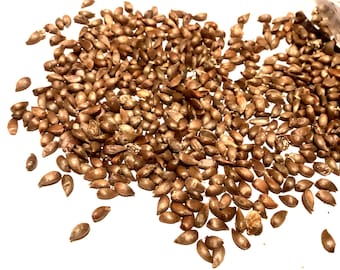 Robust Apple Tree Seeds (MALUS ROBUSTA)