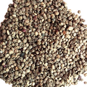 Chinese Viburnum Tree Seeds (VIBURNUM ICHANGENSE)