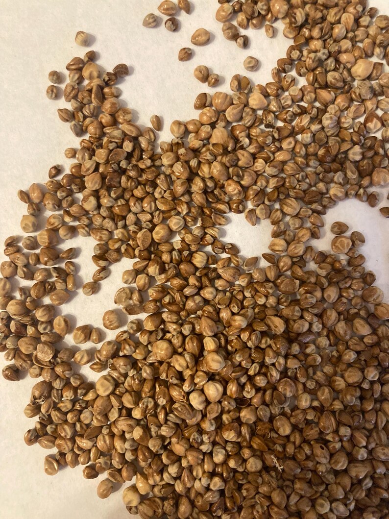TreeSeedMan Juniper Tree Seeds - Thumbnail 4