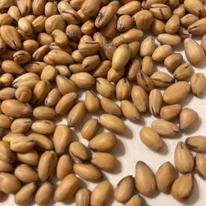 Pacific Dogwood Tree Seeds (CORNUS NUTTALLII)